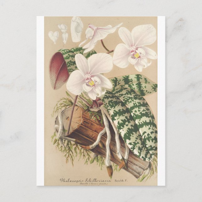 Cartão Postal Phalaenopsis Schilleriana, Charles Antoine Lemaire (Frente)