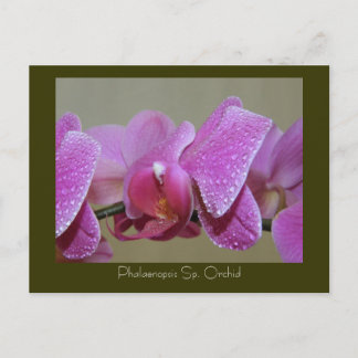 Cartão Postal Phalaenopsis Sp. Orchid