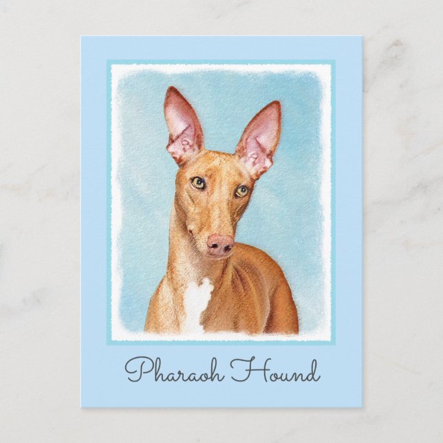 Cartão Postal Pharaoh Hound Painting - Arte Cachorra Original (Frente)