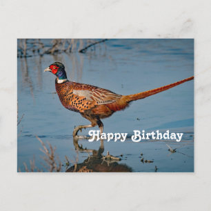 Cartão Postal Pheasant Blue Water Photo Birthday