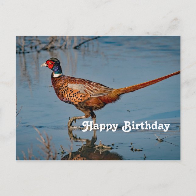 Cartão Postal Pheasant Blue Water Photo Birthday (Frente)