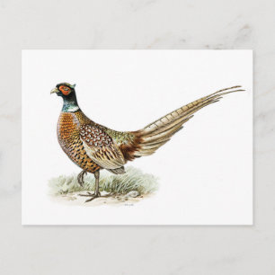 Cartão Postal Pheasant de galinha pelos irmãos von Wright