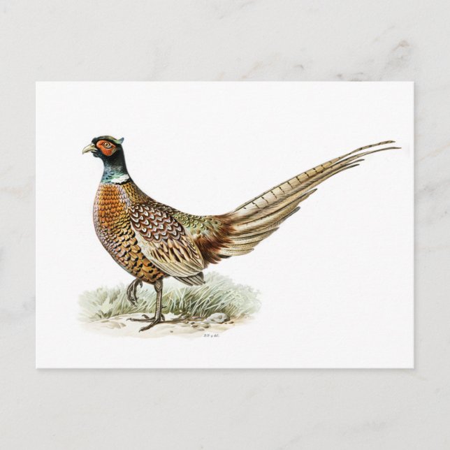 Cartão Postal Pheasant de galinha pelos irmãos von Wright (Frente)
