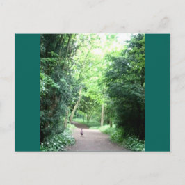 Cartão Postal Pheasant no Woodland Path Photo Postcard