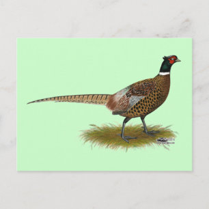 Cartão Postal Pheasant Rooster