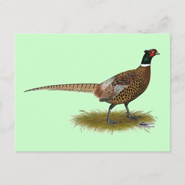Cartão Postal Pheasant Rooster (Frente)