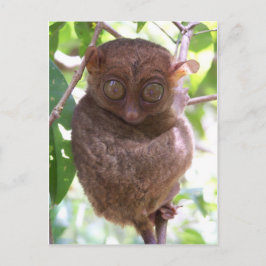 Cartão Postal Philippine Tarsier