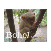 Philippine Tarsier de Bohol