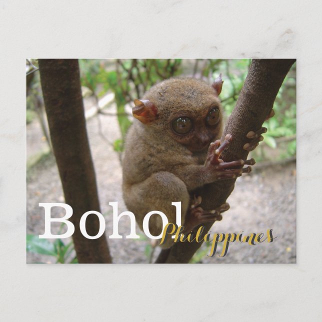 Cartão Postal Philippine Tarsier de Bohol (Frente)