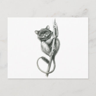 Cartão Postal Philipppine Tarsier schukina