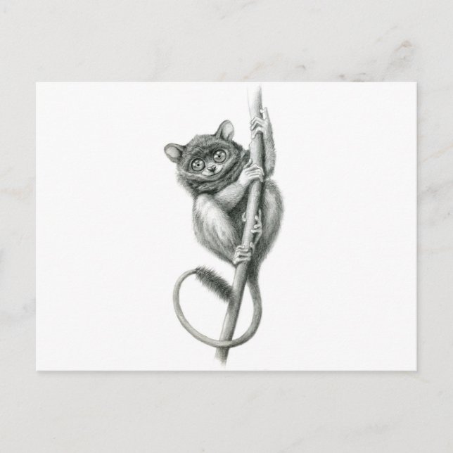 Cartão Postal Philipppine Tarsier schukina (Frente)