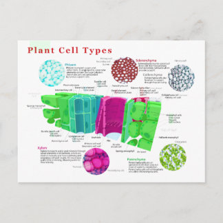 Cartão Postal Phloem Xylem Sclerenchyma Collenchyma Leaf