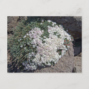 Cartão Postal Phlox diffusa