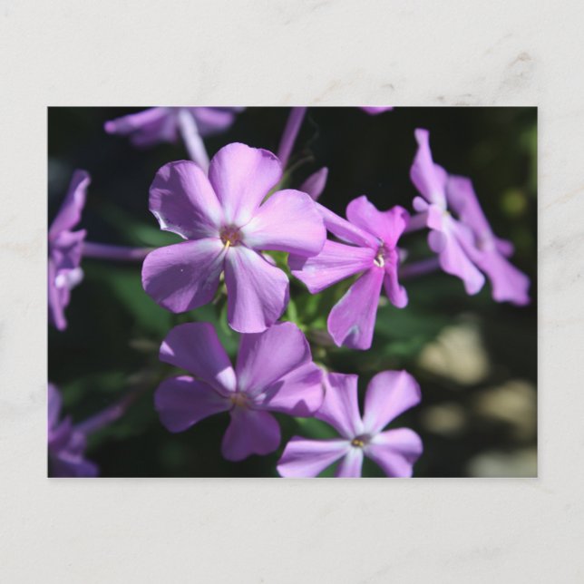 Cartão Postal Phlox perene nº 2 (Frente)