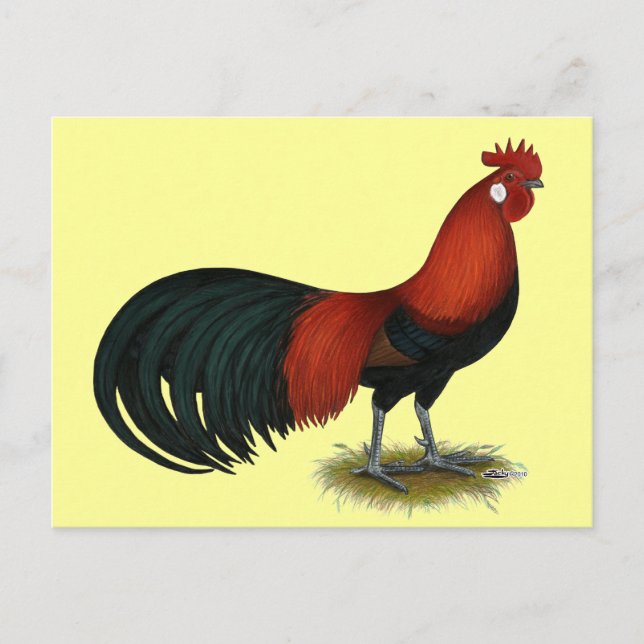 Cartão Postal Phoenix:  BB Red Rooster (Frente)