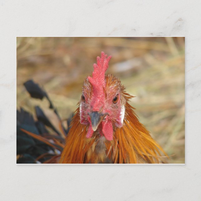 Cartão Postal Phoenix encara a câmera (Frente)