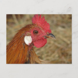 Cartão Postal Phoenix Rooster