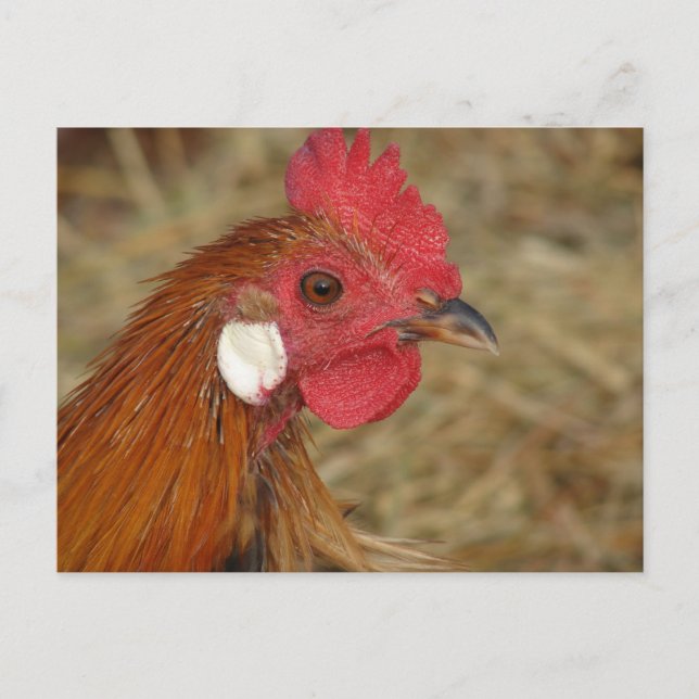 Cartão Postal Phoenix Rooster (Frente)