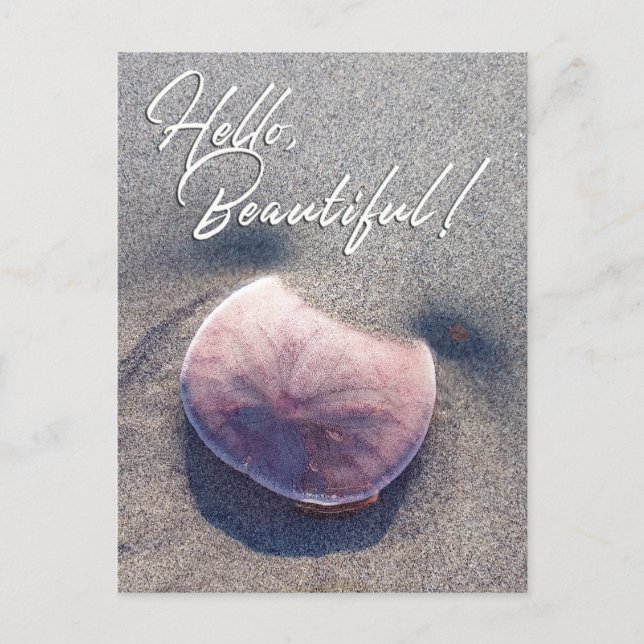 Cartão Postal Photo Live Sand Dollar Hello Belo Cartão-Postal (Frente)