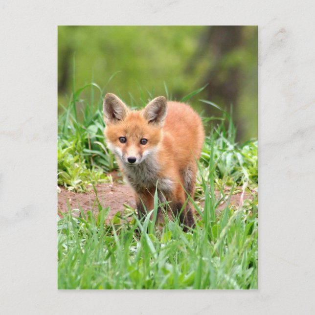 Cartão Postal Photo of curious fox kit (Frente)