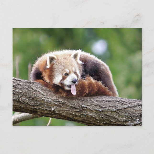 Cartão postal Photo red panda, animais 0499. (Frente)