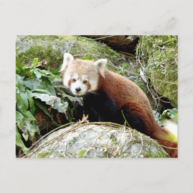 Cartão postal Photo red panda, animais 0500. (Frente)