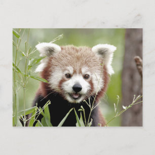 Cartão postal Photo red panda, animais 0503.