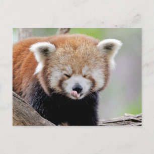 Cartão postal Photo red panda, animais 0504.