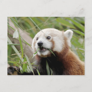 Cartão postal Photo red panda, animais 0505.