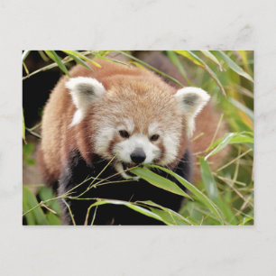 Cartão postal Photo red panda, animais 0506.