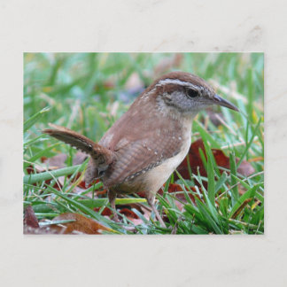 Cartão Postal Photographs : birds -