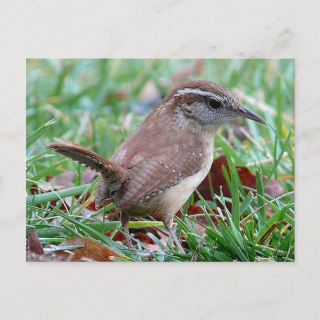 Cartão Postal Photographs : birds - (Frente)