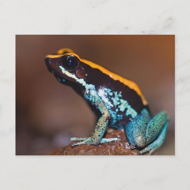 Cartão Postal Phyllobates vittatus, um sapo de seta venenosa (Frente)