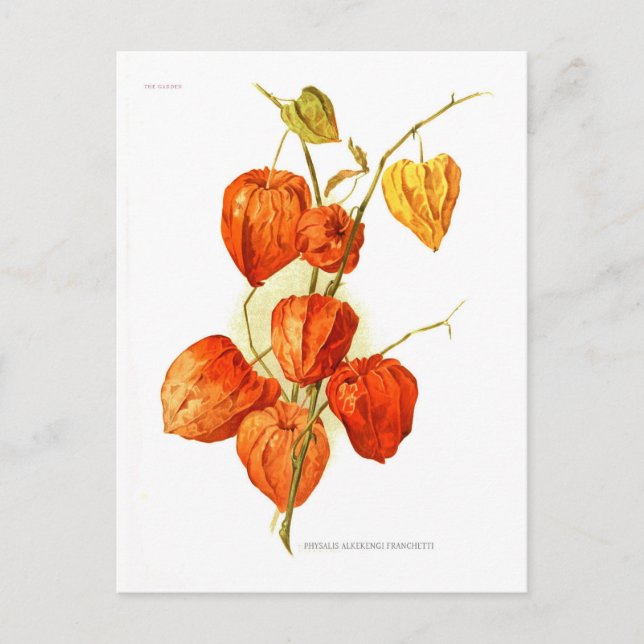 Cartão Postal Physalis alkekengi franchetti (Frente)