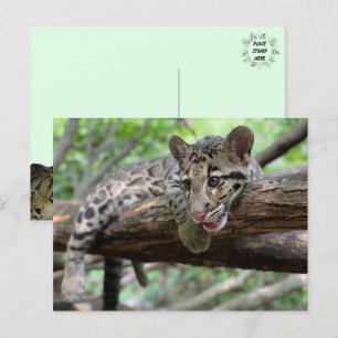 Cartão Postal Pic da Cubo-Leopardo Nublado