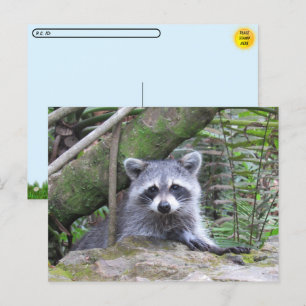 Cartão Postal Pic de um Bebê Adorável