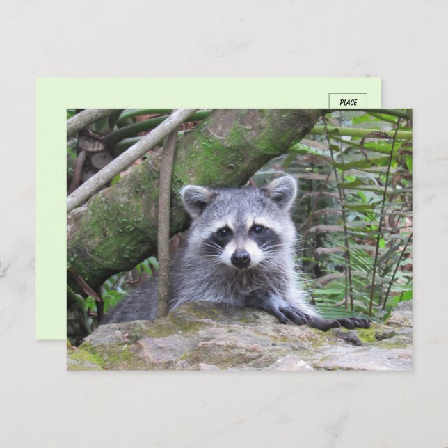 Cartão Postal Pic de um Bebê Raccoon Adorável (Frente/Verso)