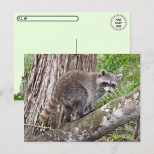 Cartão Postal Pic de um Cartão-postal de Forjagem