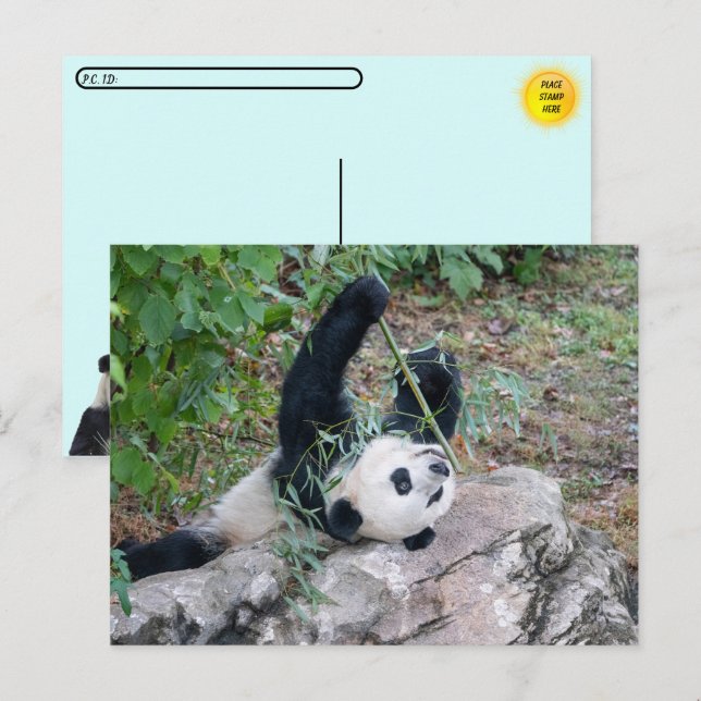 Cartão Postal Pic de um Panda Gigante (Frente/Verso)