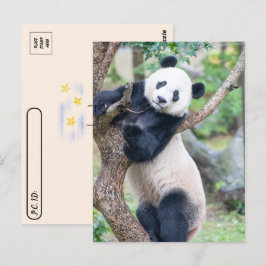 Cartão Postal Pic de um Panda Gigante