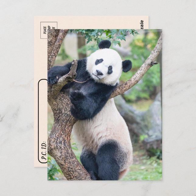 Cartão Postal Pic de um Panda Gigante (Frente/Verso)