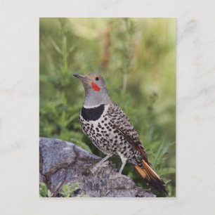 Cartão Postal Pica-pau-de-costas-vermelhas, Colaptes auratus, Re