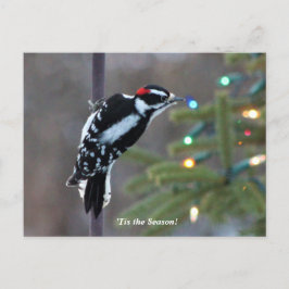 Cartão Postal Pica-pau de leite no Natal