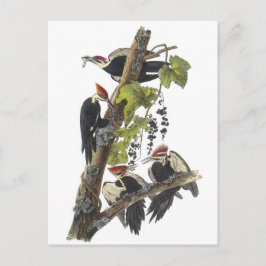 Cartão Postal Pica-pau de Pileated por Audubon