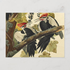 Cartão Postal Pica-Pau-de-Topo-Vermelho, John James Audubon Arte