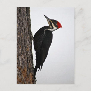 Cartão Postal pica-pau empilhado