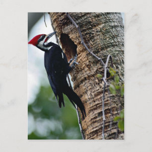 Cartão Postal Pica-pau pileado