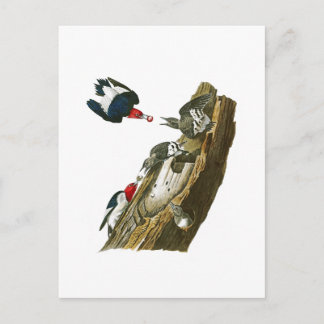 Cartão Postal Pica-pau-rosa John Audubon Birds América