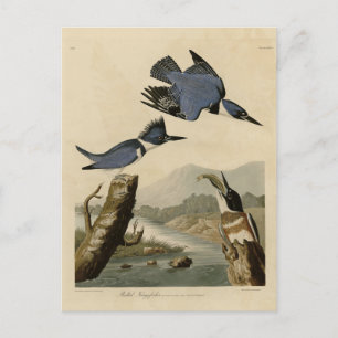 Cartão Postal Pica-peixe-cinzento de Birds of America de Audubon