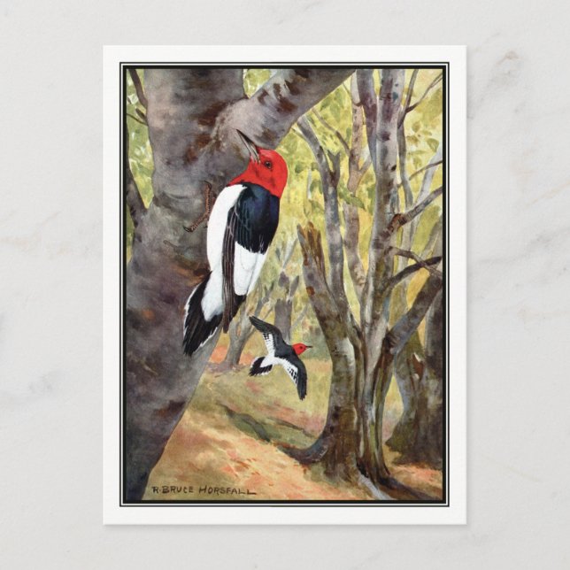 Cartão Postal Pica-pica-pau-de-cabeça-vermelha - Robert Bruce Ho (Frente)